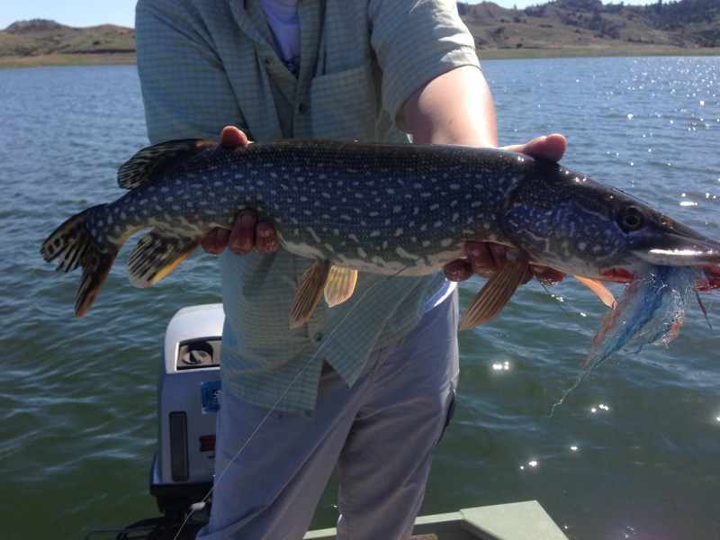 Montana Pike Fishing, Pike on the Fly, Fort Peck, Hell Creek Marina, Fly Fishing