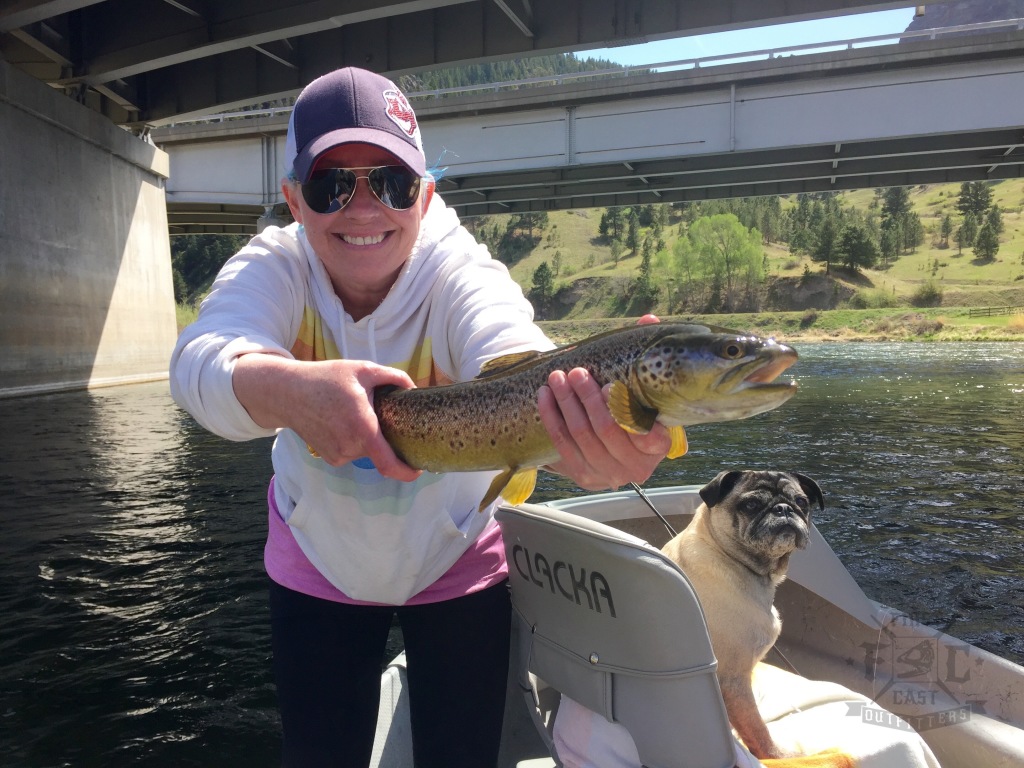 missouri river, brown trout, montana, montana fly fishing, first cast outfitters, firstcastoutfitters, trout, fly fishing trips montana