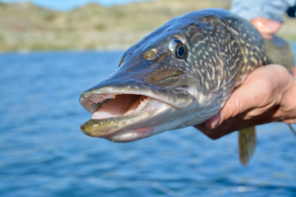 Montana Northern Pike Fishing